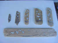 meeuwenplank.jpg (39698 bytes)